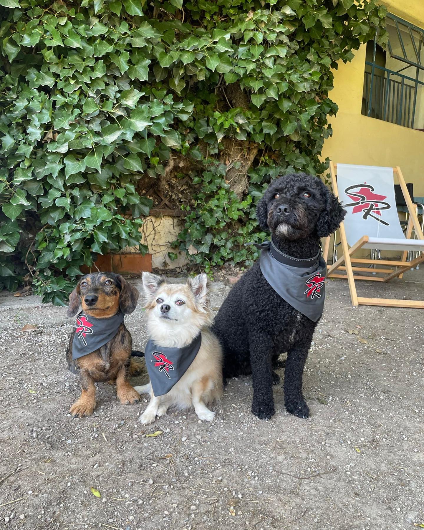 Besticktes Hundehalstuch mit Namen